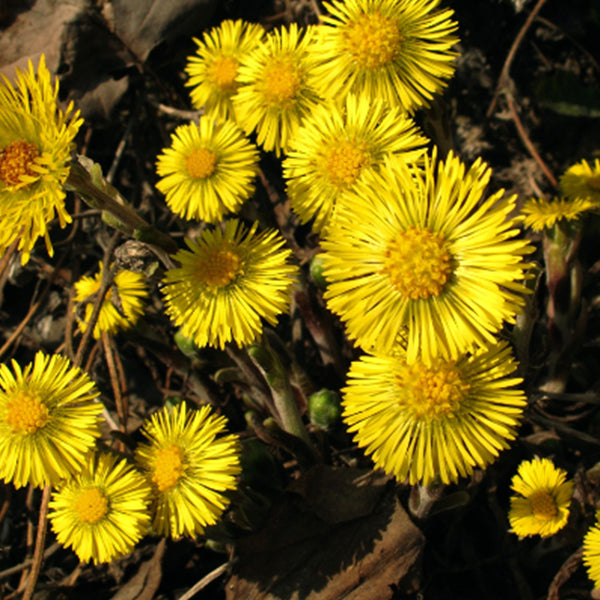 Tussilago - The Yellow Wonder Flower
