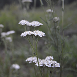 Plant Medicine - Learn All About Yarrow